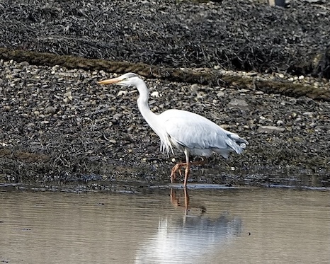 grey heron